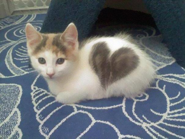 Gatos con manchas muy particulares (8)