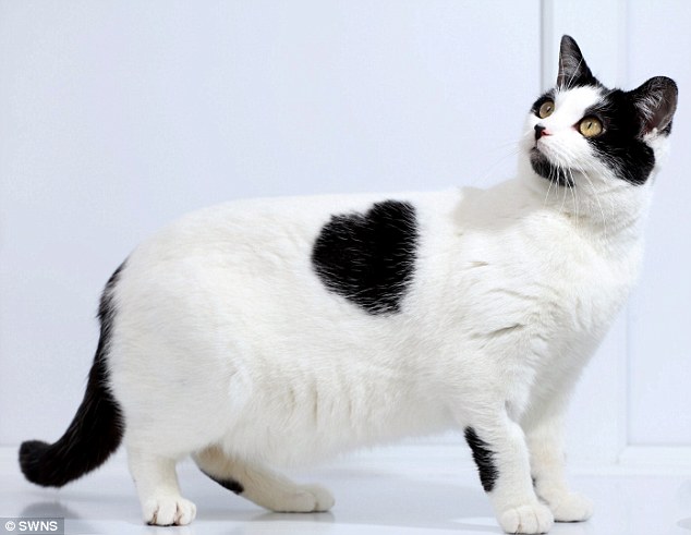Gatos con manchas muy particulares (9)