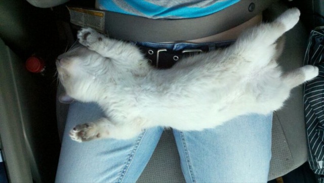Selección de fotos divertidas de gatos (1)