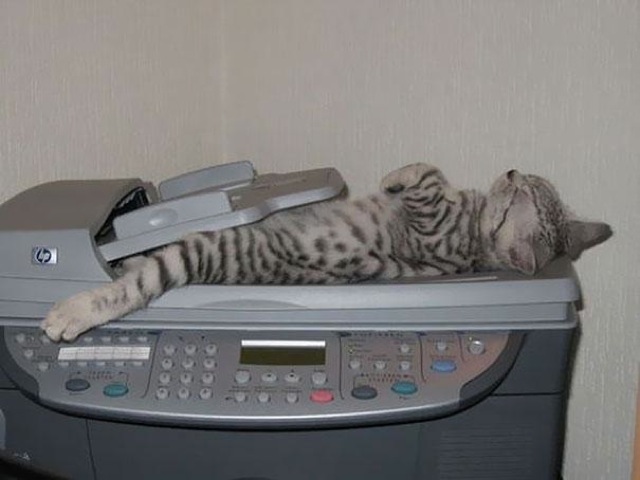Selección de fotos divertidas de gatos (10)