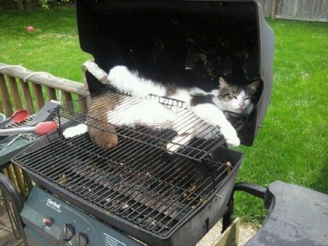 Selección de fotos divertidas de gatos (11)