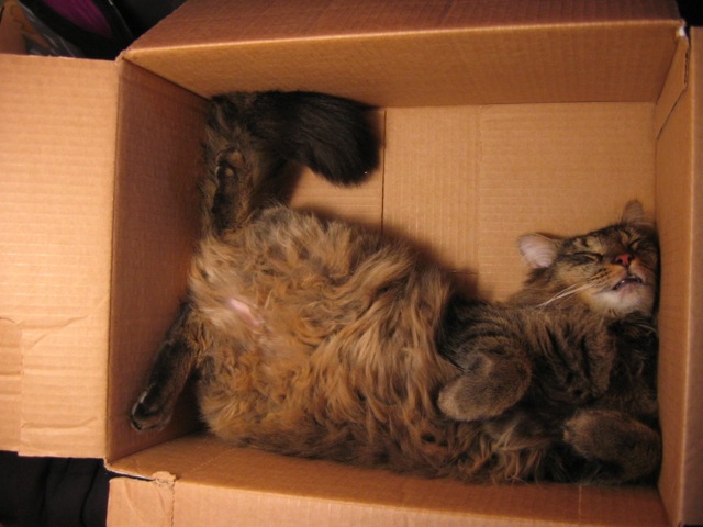 Selección de fotos divertidas de gatos (12)