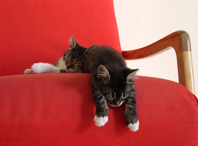Selección de fotos divertidas de gatos (13)