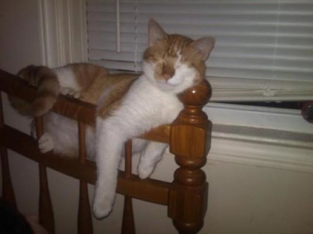 Selección de fotos divertidas de gatos (14)