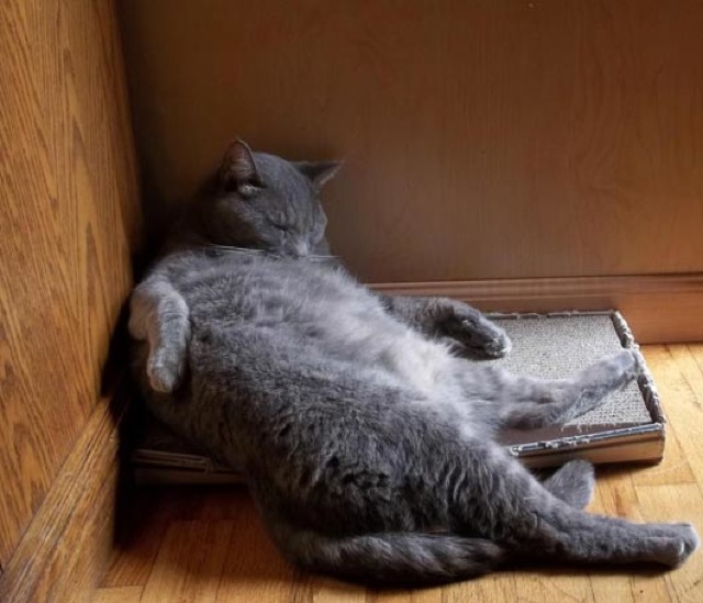 Selección de fotos divertidas de gatos (15)