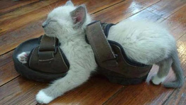 Selección de fotos divertidas de gatos (16)