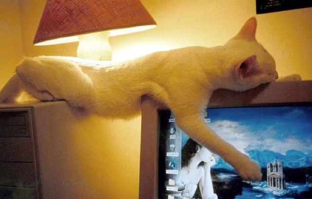 Selección de fotos divertidas de gatos (17)