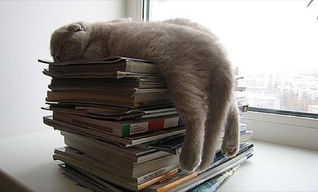 Selección de fotos divertidas de gatos (18)