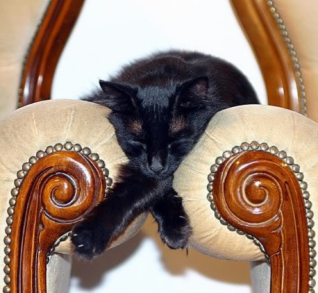 Selección de fotos divertidas de gatos (19)