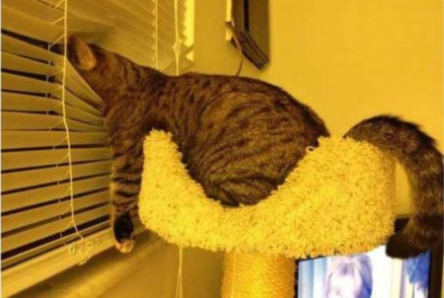 Selección de fotos divertidas de gatos (2)