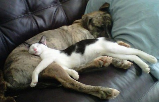 Selección de fotos divertidas de gatos (21)