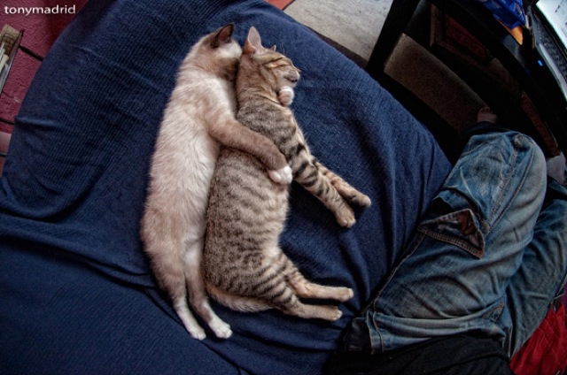 Selección de fotos divertidas de gatos (22)