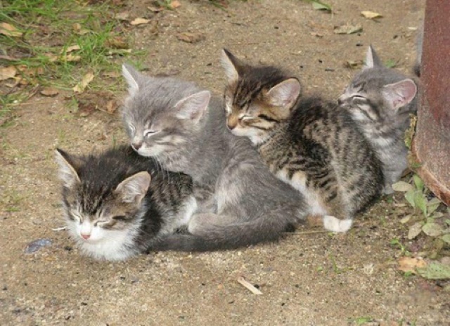 Selección de fotos divertidas de gatos (23)