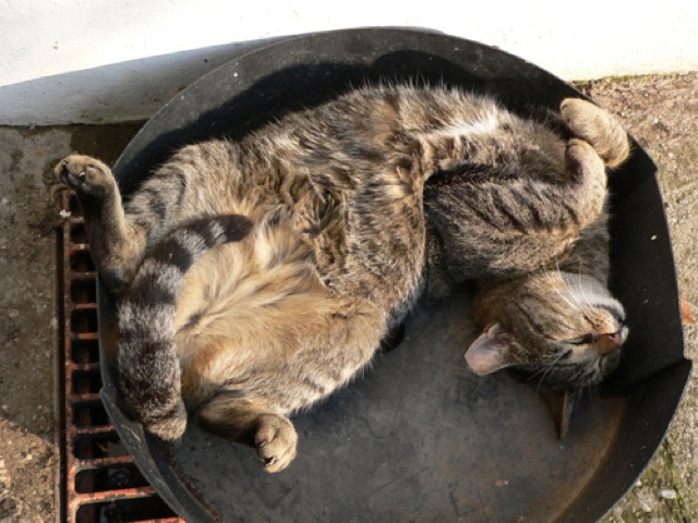 Selección de fotos divertidas de gatos (24)