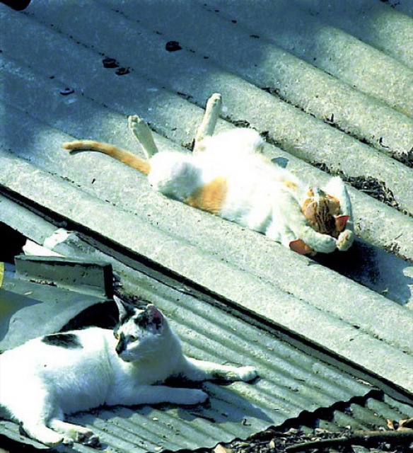 Selección de fotos divertidas de gatos (25)