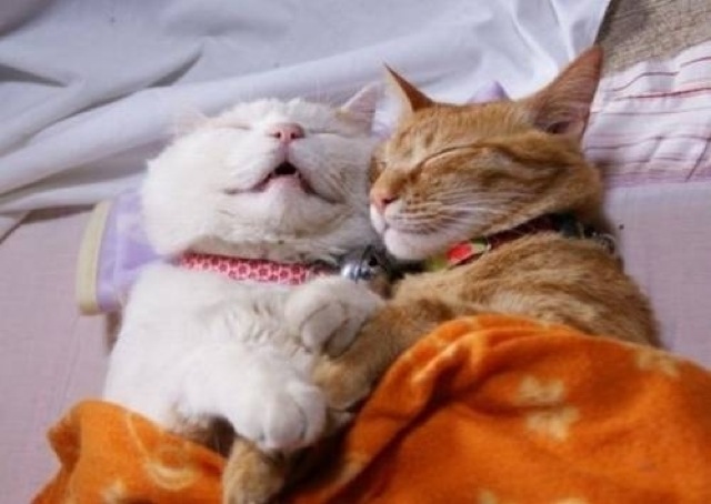 Selección de fotos divertidas de gatos (26)
