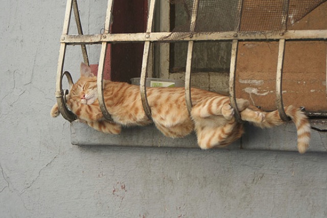 Selección de fotos divertidas de gatos (27)