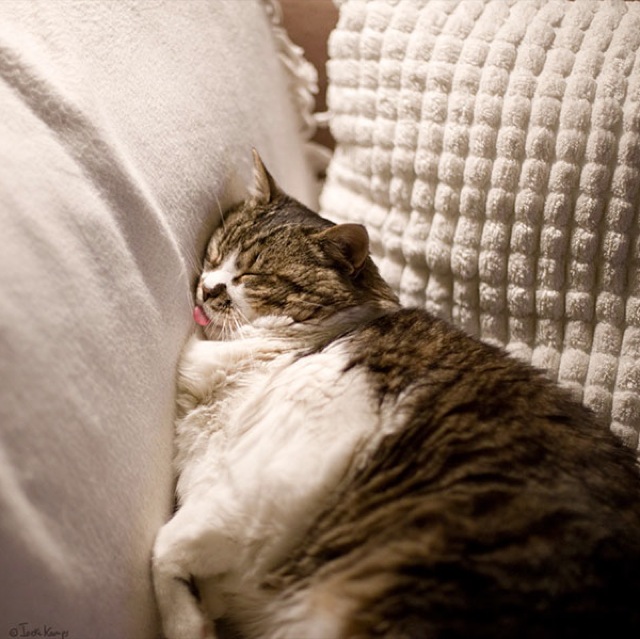 Selección de fotos divertidas de gatos (28)