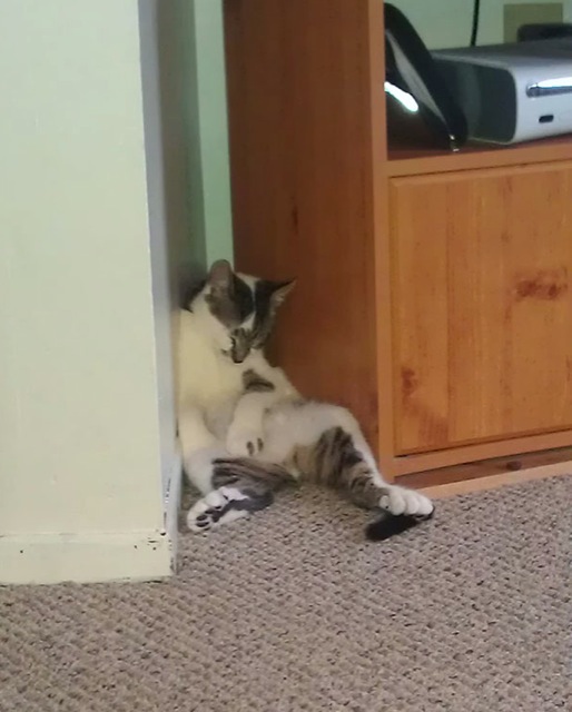 Selección de fotos divertidas de gatos (29)