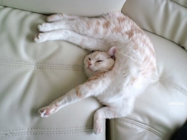 Selección de fotos divertidas de gatos (3)