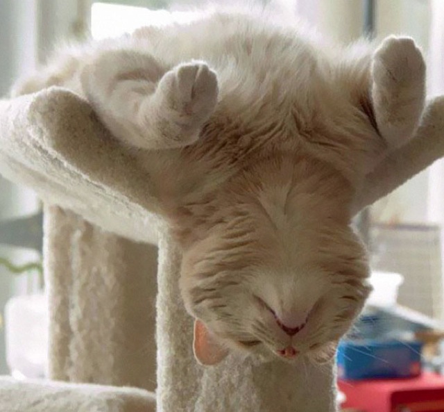 Selección de fotos divertidas de gatos (30)