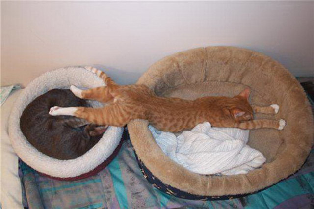 Selección de fotos divertidas de gatos (31)