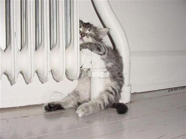 Selección de fotos divertidas de gatos (32)