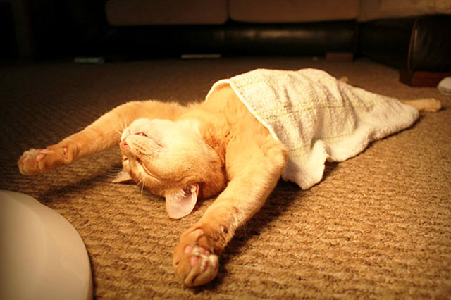 Selección de fotos divertidas de gatos (33)