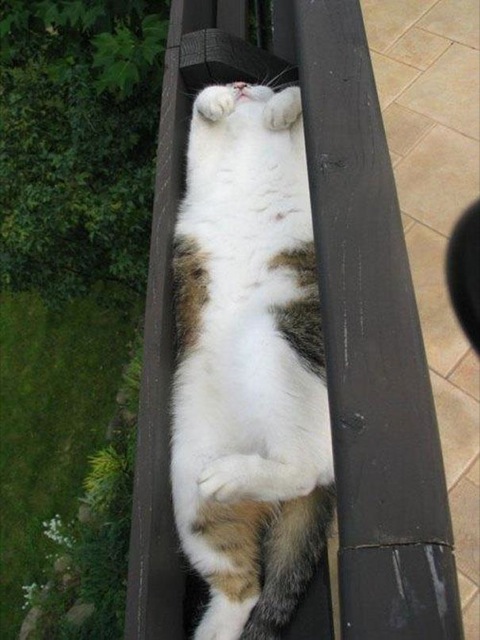 Selección de fotos divertidas de gatos (4)