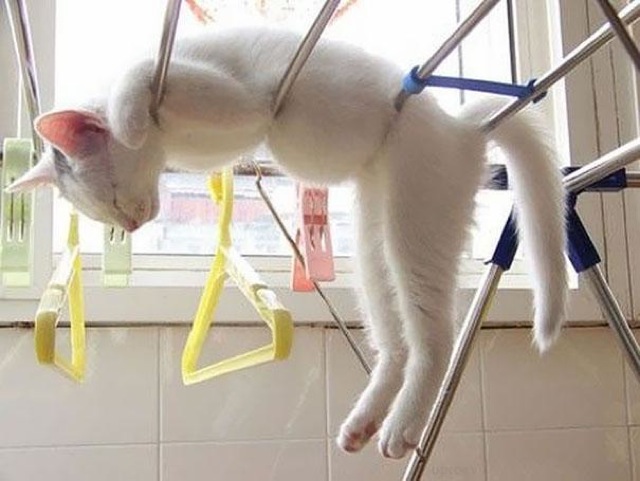 Selección de fotos divertidas de gatos (5)