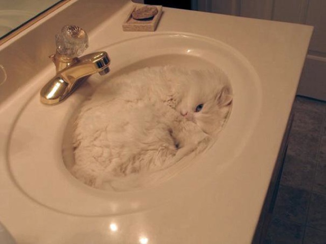 Selección de fotos divertidas de gatos (7)