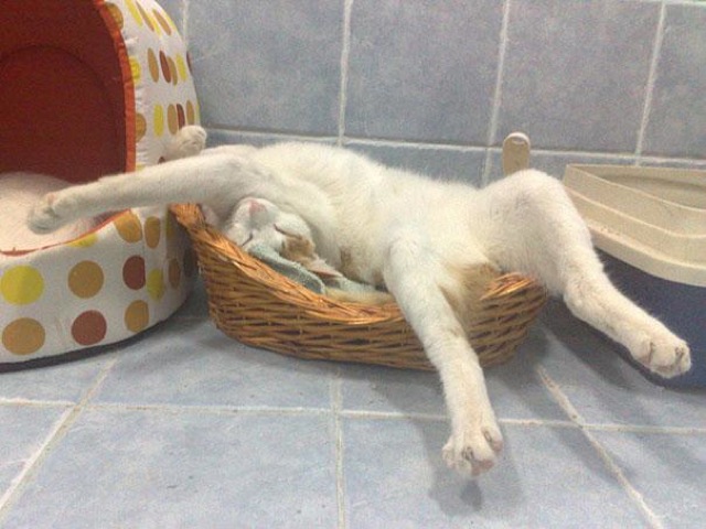 Selección de fotos divertidas de gatos (8)