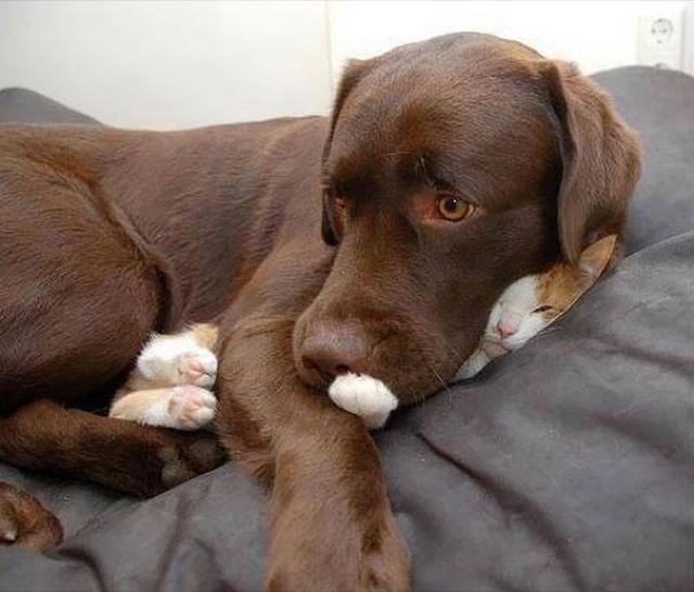 Selección de fotos divertidas de gatos (9)