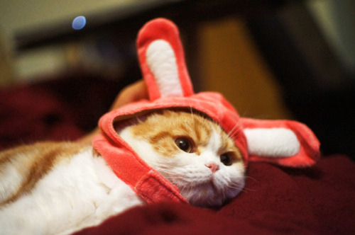 Waffles, el adorable Scottish Fold (5)