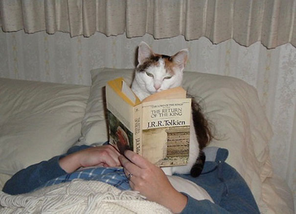 Estos gatos no quieren que leas (1)