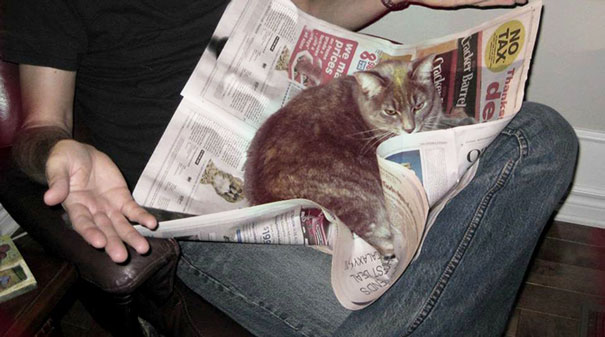 Estos gatos no quieren que leas (10)