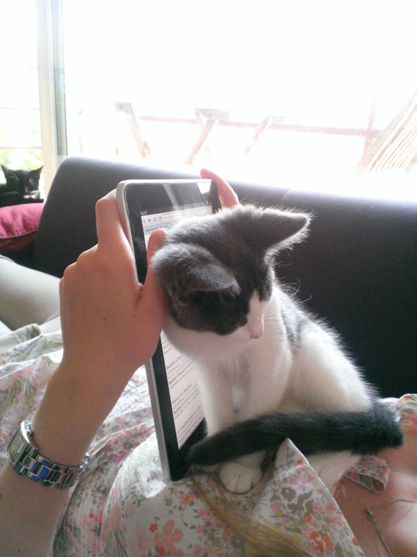 Estos gatos no quieren que leas (11)