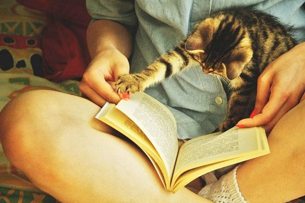 Estos gatos no quieren que leas (16)