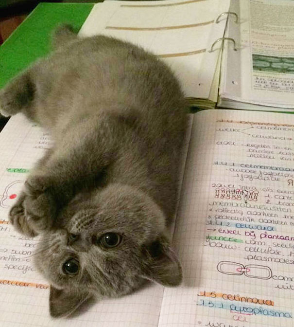 Estos gatos no quieren que leas (17)