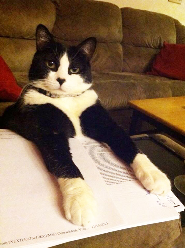 Estos gatos no quieren que leas (18)