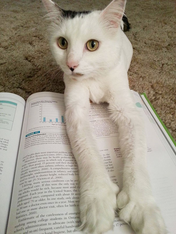 Estos gatos no quieren que leas (2)