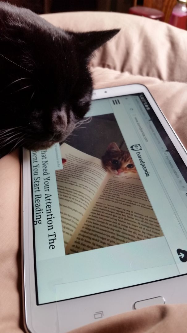 Estos gatos no quieren que leas (3)