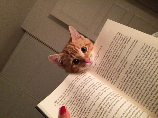 Estos gatos no quieren que leas (4)