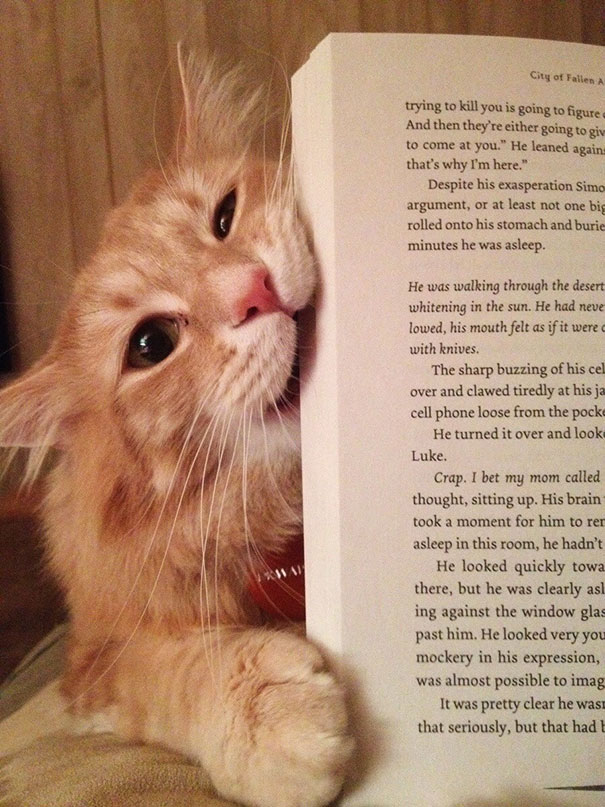 Estos gatos no quieren que leas (5)