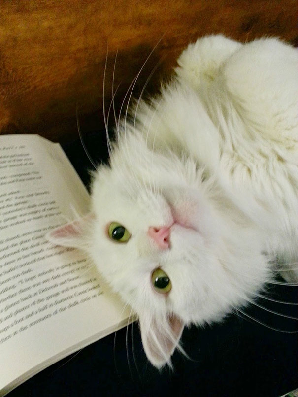 Estos gatos no quieren que leas (7)