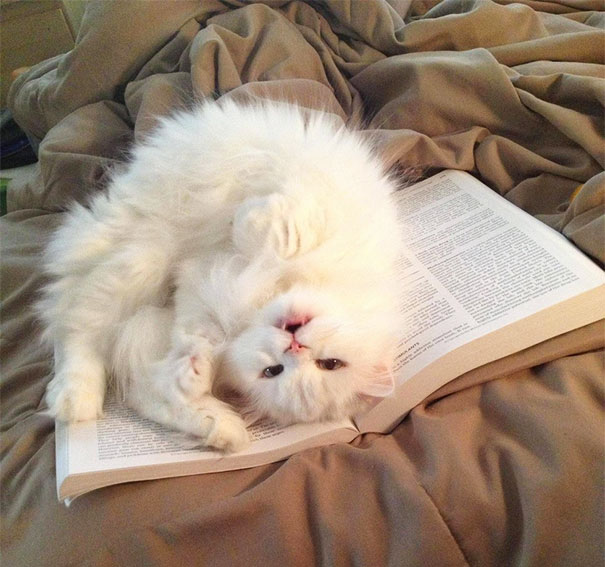 Estos gatos no quieren que leas (8)