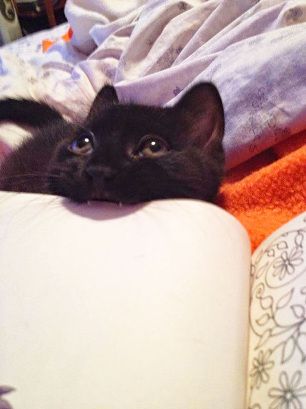 Estos gatos no quieren que leas (9)