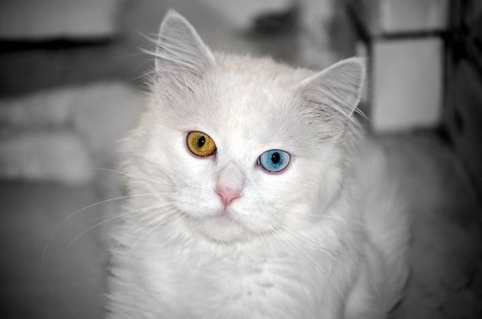 Gatos con ojos de diferentes colores (1)