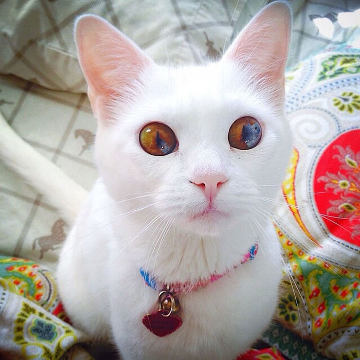 Gatos con ojos de diferentes colores (10)