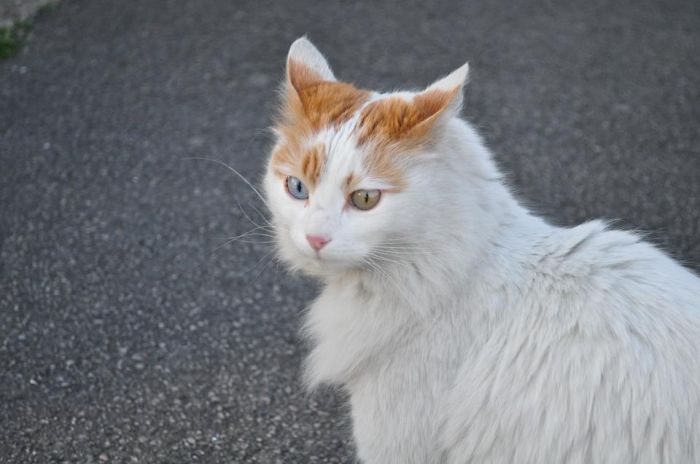 Gatos con ojos de diferentes colores (2)